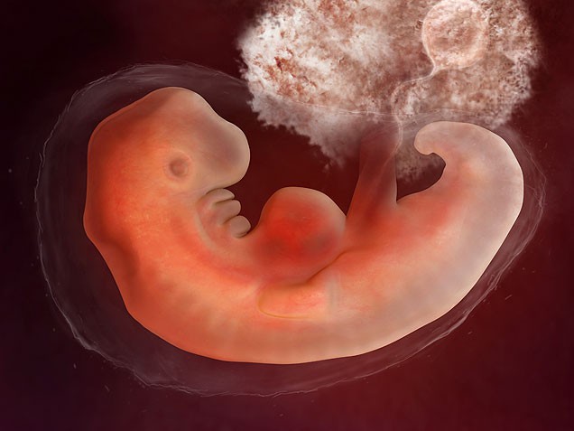 како фетус гледа на 1 месец трудноће