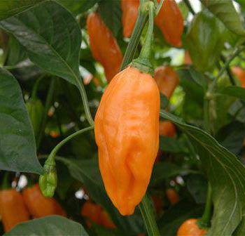 10 najtoplijih paprika na svijetu