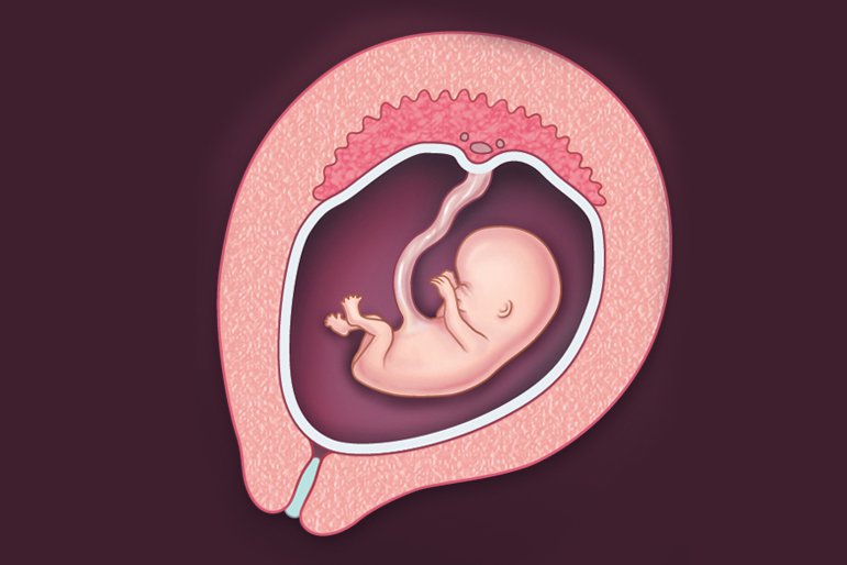 razvoj fetusa v 12. tednu