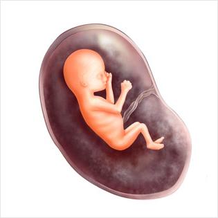 13 settimane di gravidanza foto fetale