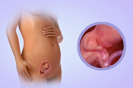15 tednov nosečnosti, kaj se zgodi