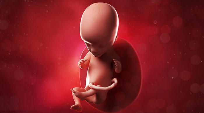gravidanza 15 settimane di sviluppo fetale