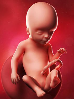ultrazvuk 17 týdnů těhotenství