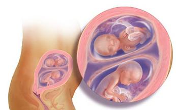 18 tjedana trudnoće fetusa