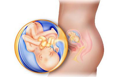 trudnoća 19 tjedana foto ultrazvuk