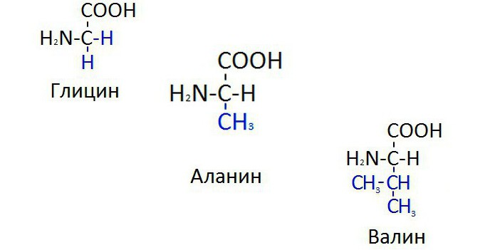 структурна формула на аминокиселините