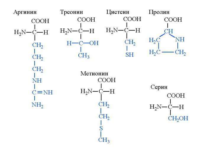 20 standardowych aminokwasów