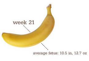 Dimensione del feto di gestazione di 21 settimane