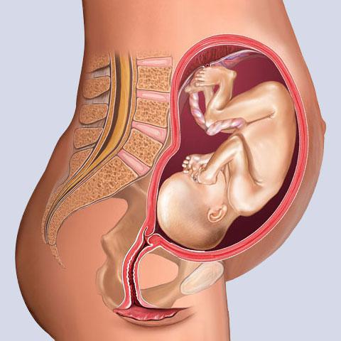 bambino nella 24a settimana di gravidanza