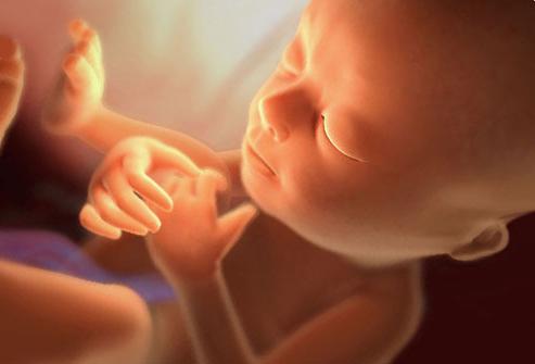25 týdnů těhotenského fetálního vývoje
