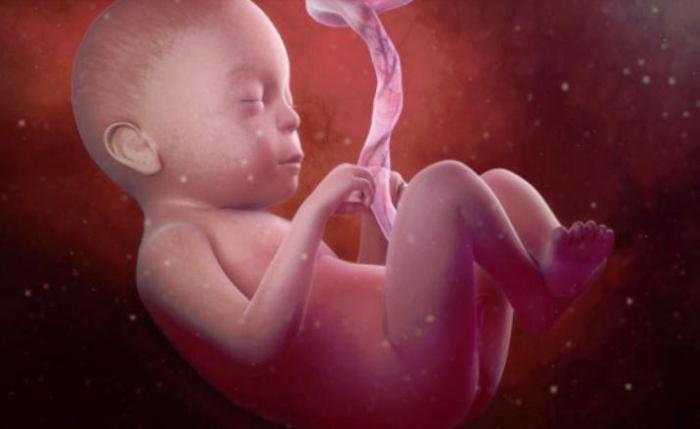 fetus u 25. tjednu trudnoće