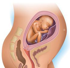 vývoj těhotenství týden 27