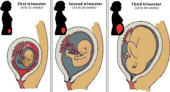 3 4 porodnický týden těhotenství