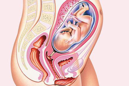31 tednov nosečnosti zarodka