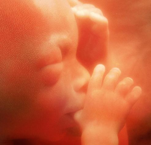 31 tjedan stope ultrazvuka u trudnoći