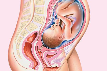 fetus u 34. tjednu trudnoće