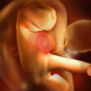fetus pri 5 tednih nosečnosti