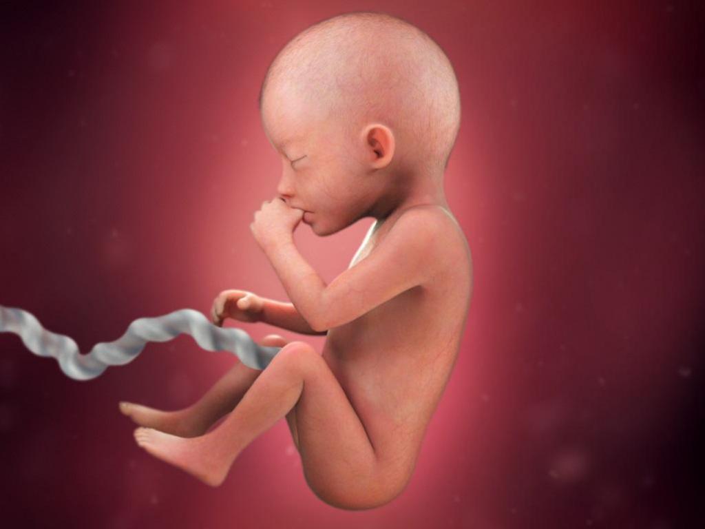 fetální vývoj po 7 měsících těhotenství