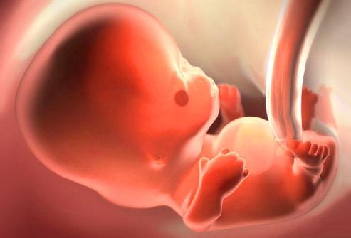 ембриона на 8 недеља гестације