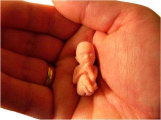 Dimensione del feto di gestazione di 9 settimane