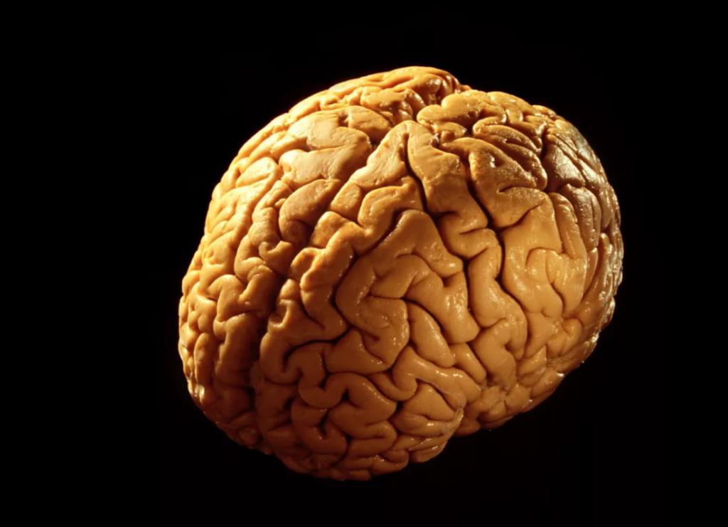 človeških možganov