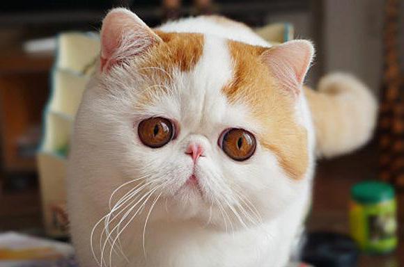 котка с плоско лице и големи очи