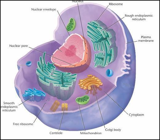 velikost buněk
