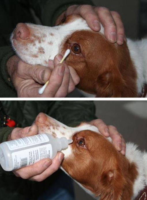 oční léčba u psů