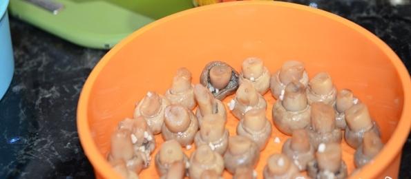 houbová louka s medovými agary