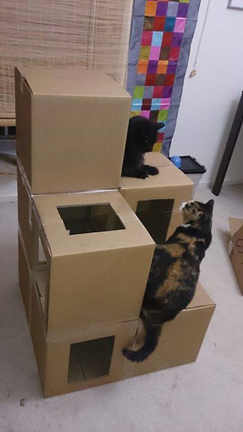 kuća za mačke
