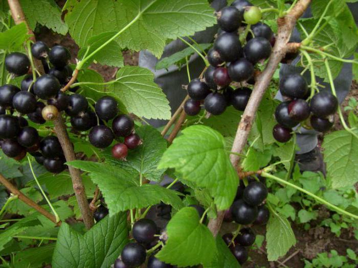 цариградско грозде и хибрид от черен касис
