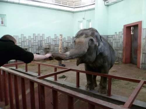 Odpiralni čas živalskega vrta v Jekaterinburgu