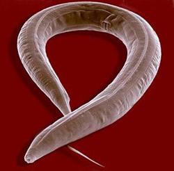 лечение на червеи при възрастни