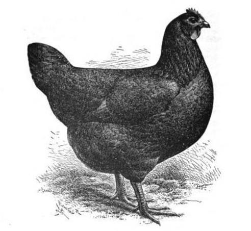 pollo nero o abitanti sotterranei un breve riassunto