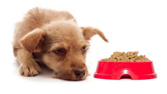 cucciolo non mangia le caratteristiche di alimentazione del cibo secco
