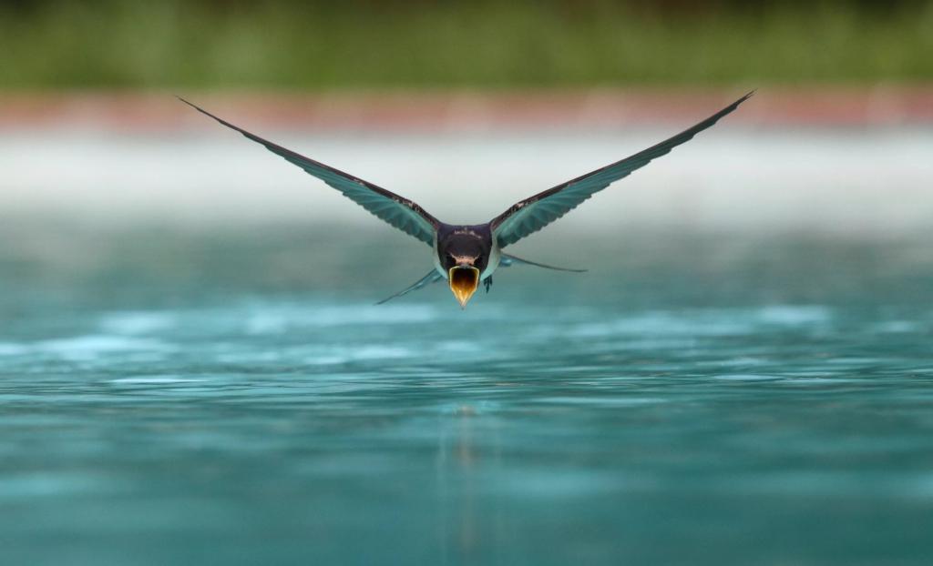 dlaczego jaskółki latają nisko przed deszczem