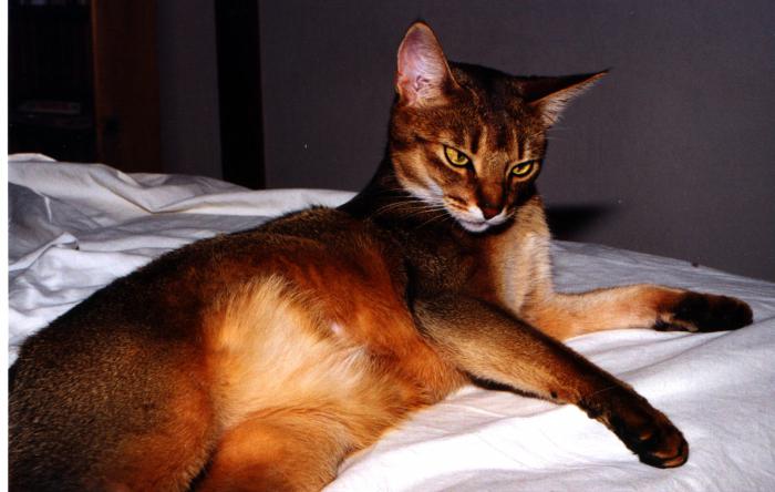 Karakteristika pasmina abisinske mačke