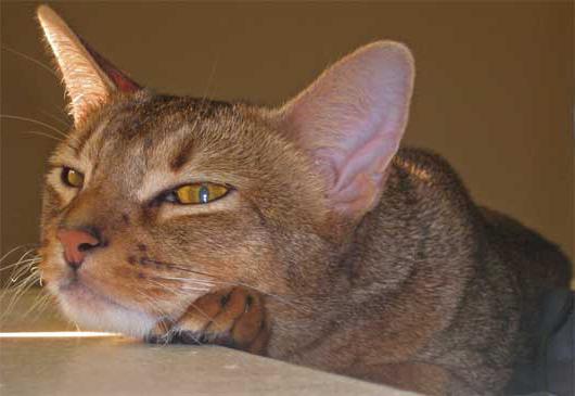 mačke abisinske pasmine recenzije