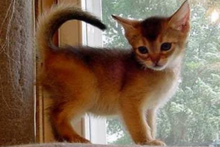 Карактеристике пасмине абисинске мачке