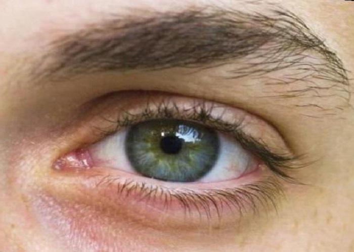 popis struktury oka
