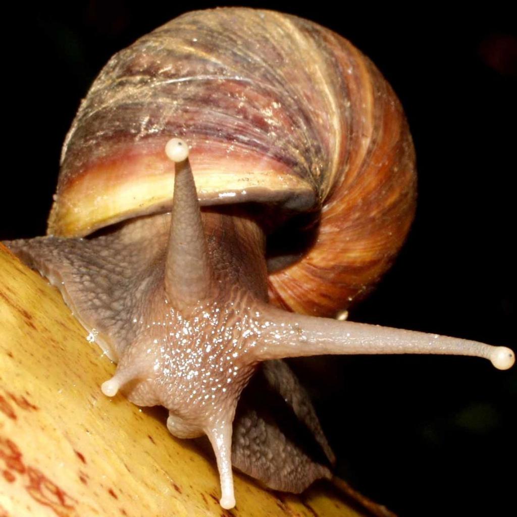 Achatina giant (African)