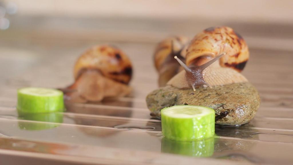 Dieta młodych ślimaków