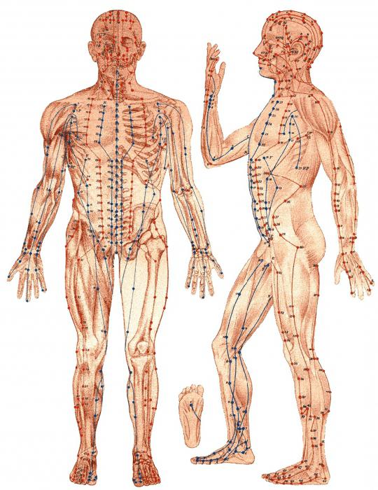 schema di punti di agopuntura sul corpo umano