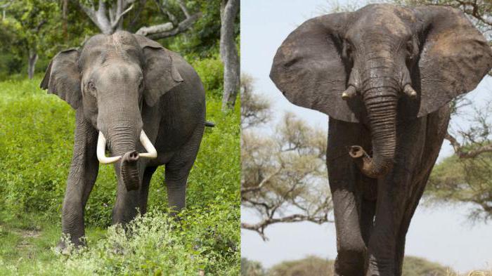 слон африкански и индийски слон