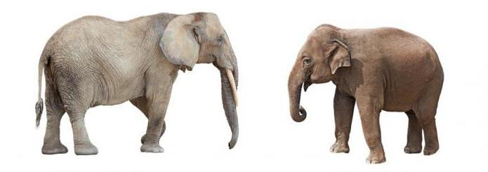 индийски и африкански слон