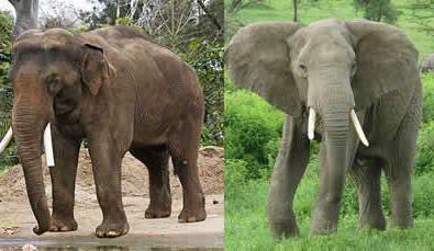 Indický nebo africký slon více