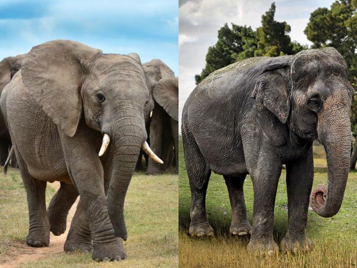 који слон је више индијски или афрички