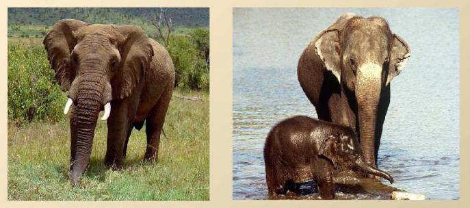 Elefante indiano e differenza di elefanti africani
