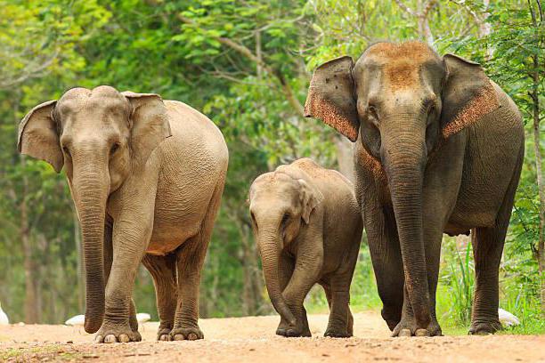 confronto elefante africano e elefante indiano