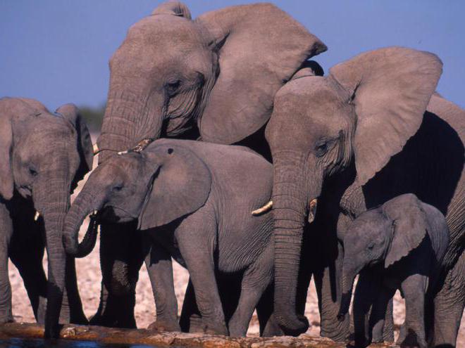 индийски слон и африкански различия